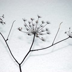 f595359520